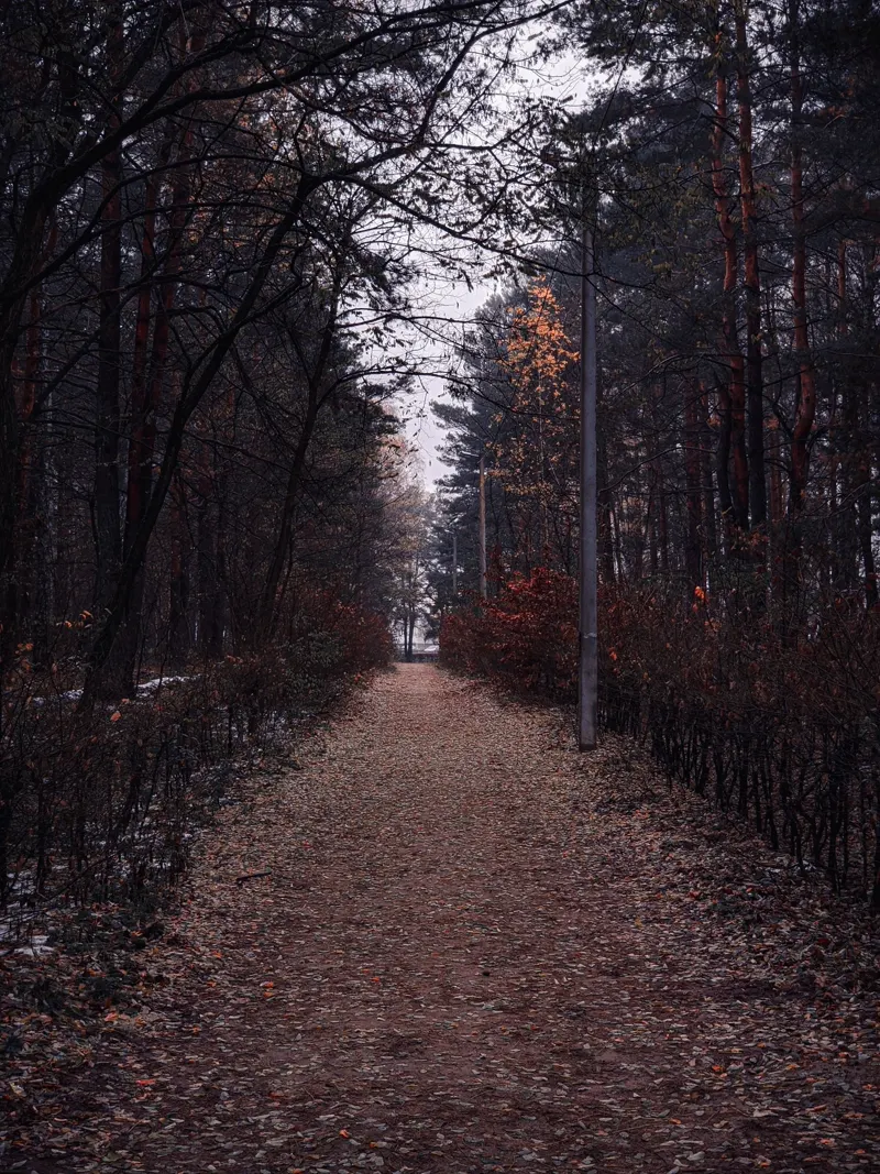 Misty forest path in autumn, part of the Trans Canada Trail network.
