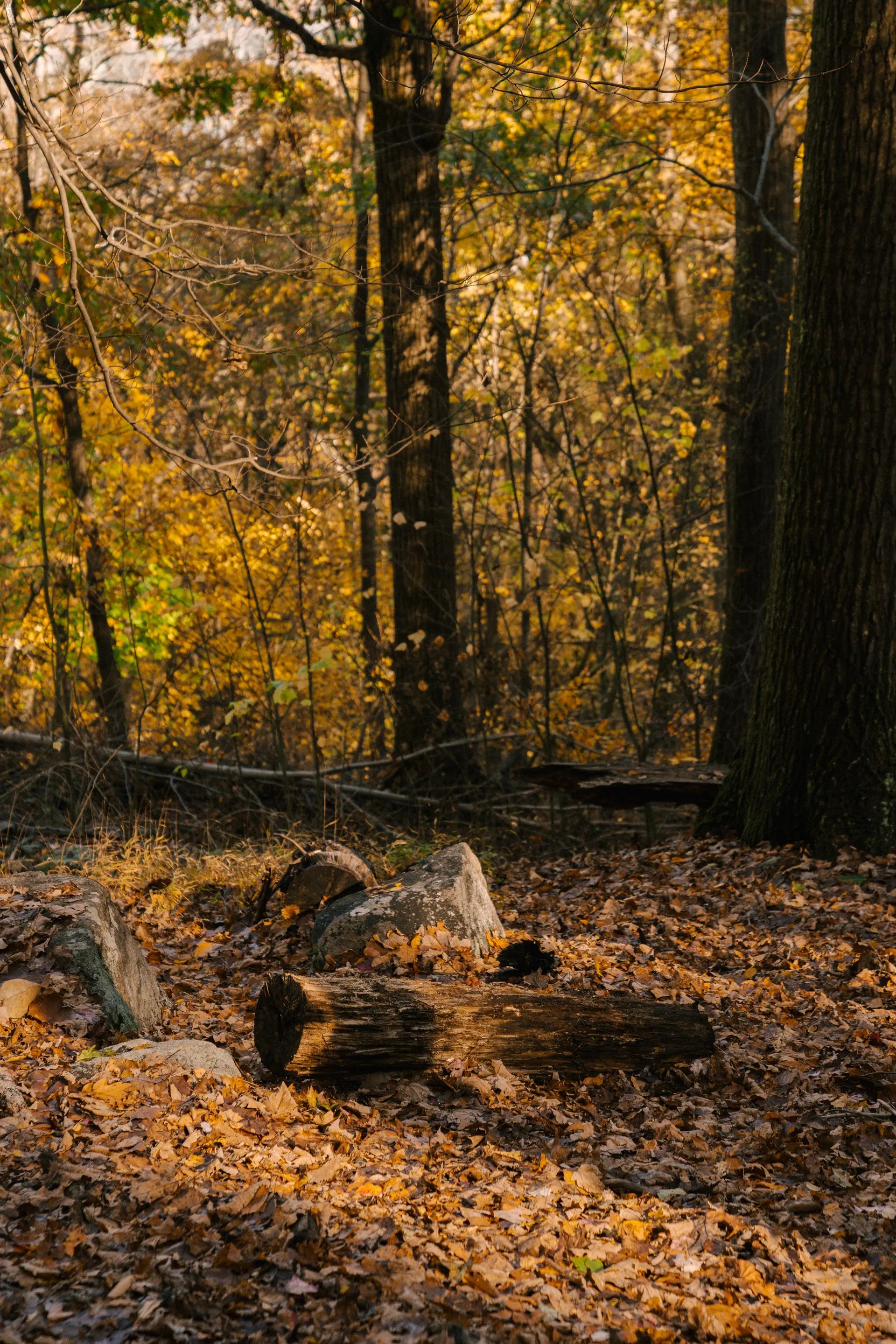 Sunlit forest trail with golden autumn foliage, representative of the Trans Canada Trail nearby.
